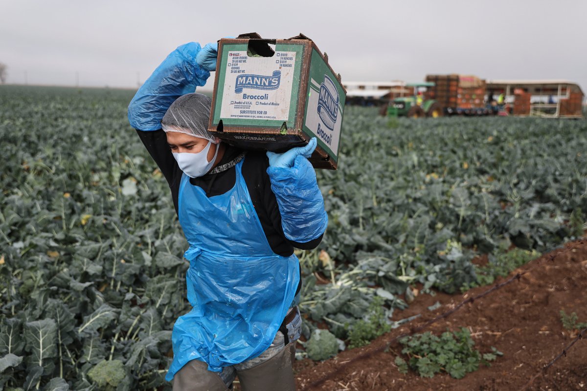 210405-undocumented-farmworkers-citizenship-migrant-farmworkers-policy-padilla-h-2a-1-top